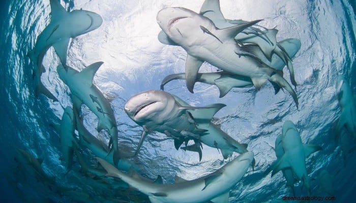 Shark Dream Betydelse:Kan vi ta det som ett varningstecken? 