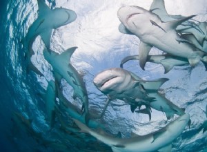 Significado do sonho com tubarão:podemos tomar isso como um sinal de alerta? 