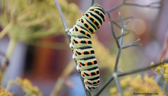 Caterpillar Dream Betydelse:Förändringar, möjligheter och tillväxt! 