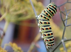 Význam snu Caterpillar:Změny, příležitosti a růst! 