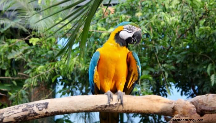 Parrot Dream Betekenis:omdat ze nieuwsgierig naar je zijn! 