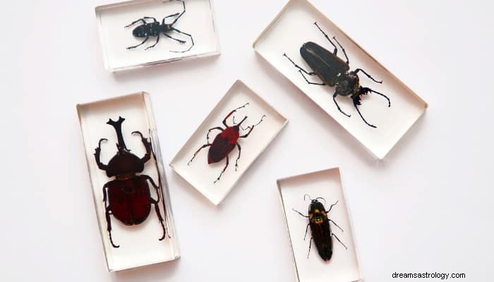 Insekter Dröm Betydelse:Detta kommer inte att göra dig ut 