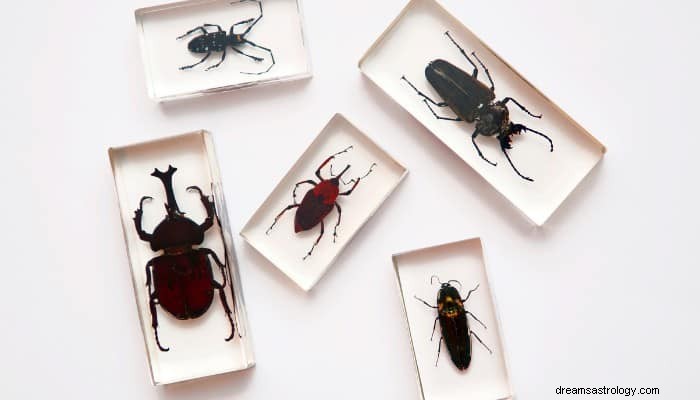 Insecten Droom Betekenis:dit zal je niet uitlachen 