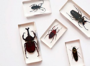 Signification des rêves d insectes :cela ne vous dégoûtera pas 
