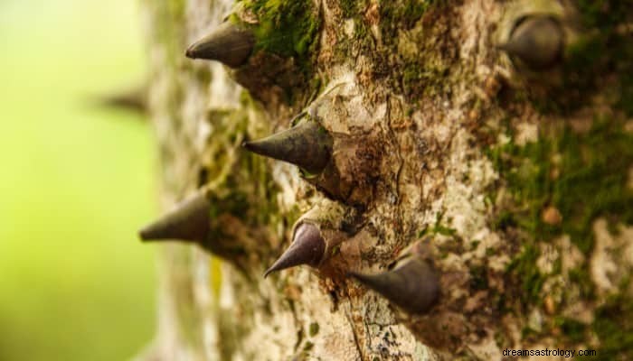 Significado dos sonhos com espinhos:cuidado para não ser picado 