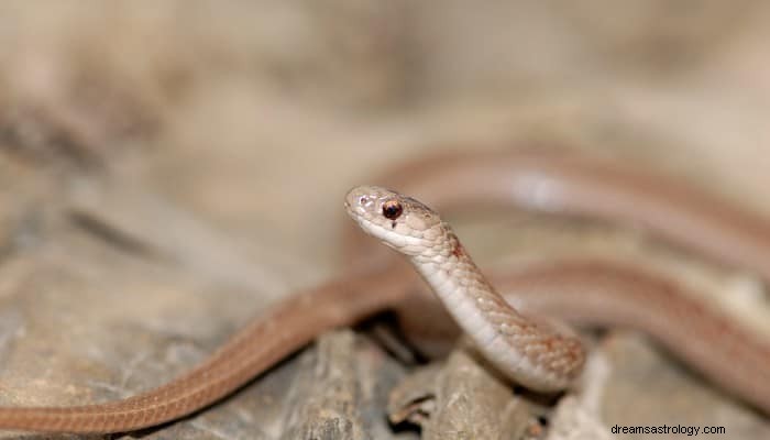 Signification du rêve de serpent brun :Votre voyage vers la découverte de vous-même 