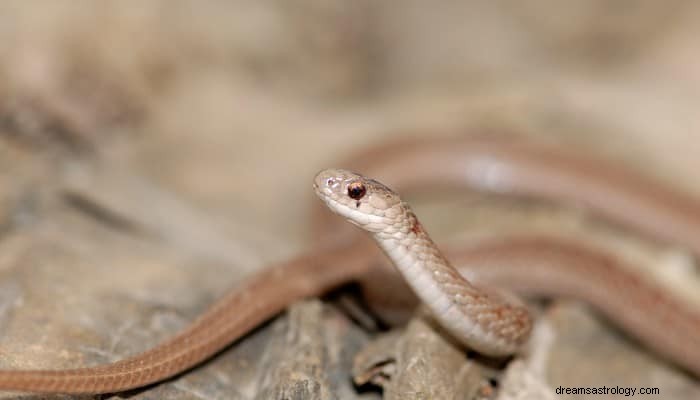 Brown Snake Dream Betekenis:jouw reis naar zelfontdekking 