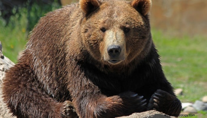 Bear Dream Betydelse:Styrka och oberoende! 