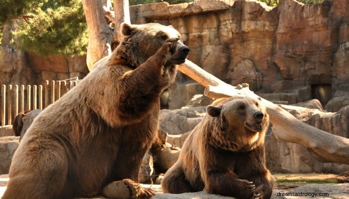 Bear Dream Betydelse:Styrka och oberoende! 