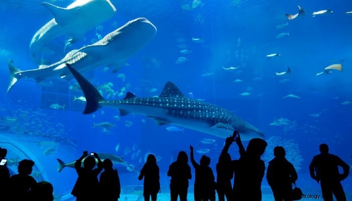 Sogno dell acquario Significato:cosa raffigura? 