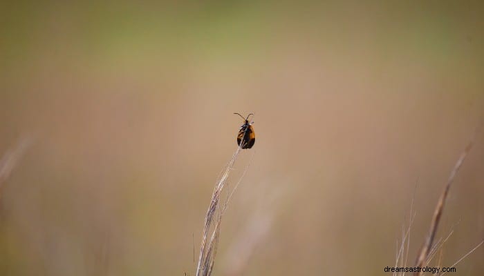 Význam snu Beetle:Změny a dopady na váš život 