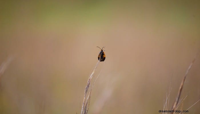 Bedeutung des Käfertraums:Veränderungen und Auswirkungen auf Ihr Leben 