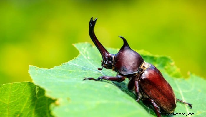 Signification du rêve de scarabée :changements et impacts sur votre vie 