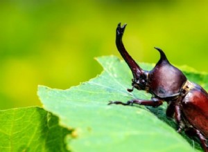 カブトムシの夢の意味：あなたの人生の変化と影響 