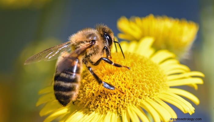 Significado de los sueños con abejas:¿debemos preocuparnos? 