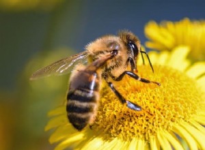 Význam včelího snu:Měli bychom se bát? 