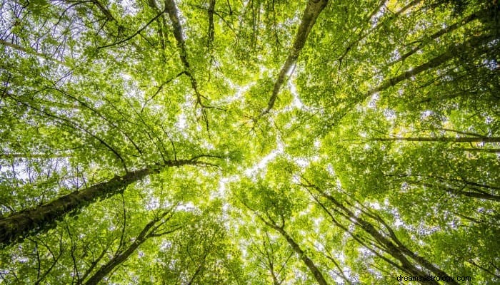 Forest Dream Betekenis:Het lange wachten is voorbij 