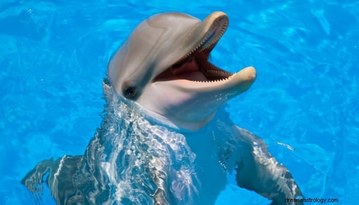 Dolphin Dream Betekenis:laat je talent zien 