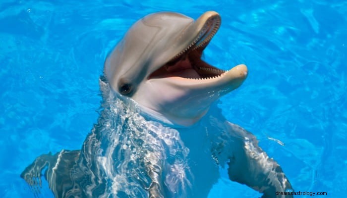 Dolphin Dream Meaning:Visa upp din talang 