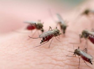 Significado de los sueños con mosquitos:¿Te sientes agotado? 