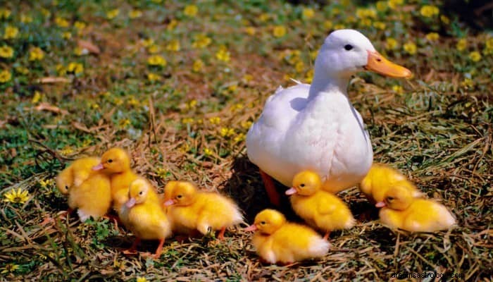 Duck Dream Betekenis:de weg naar je vrijheid 