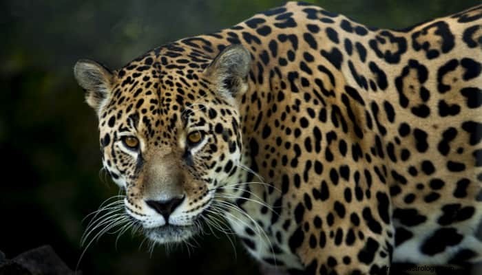 Bedeutung des Jaguar-Traums:Erwecke deinen inneren Geist 
