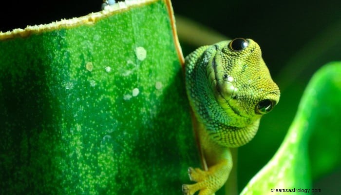 Έννοια του ονείρου Gecko:Κρατήστε αυτούς τους ανθρώπους που σας βοηθούν 