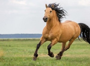 Význam koňského snu:Vyhrajte každou bitvu v životě 