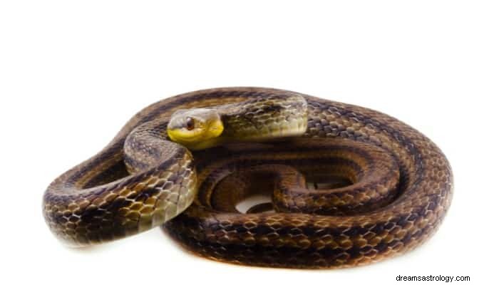 Gestreifte Schlangentraum Bedeutung:Jemand wird dich verraten 