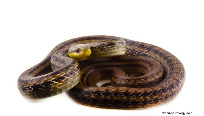 Signification du rêve de serpent rayé :Quelqu un va vous trahir 