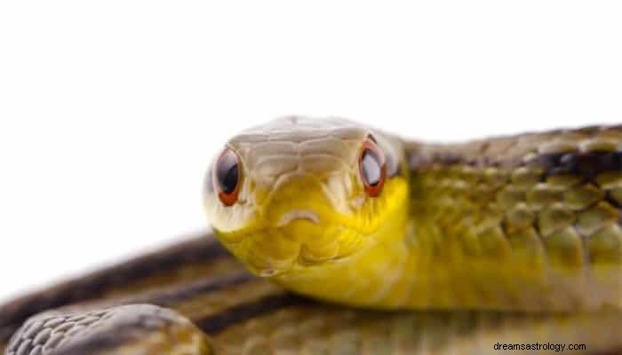 Signification du rêve de serpent rayé :Quelqu un va vous trahir 