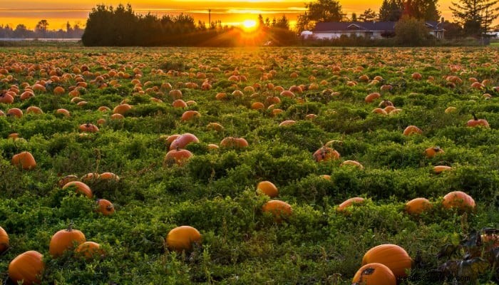 Pumpkin Dream Betekenis:confronteer je angsten 
