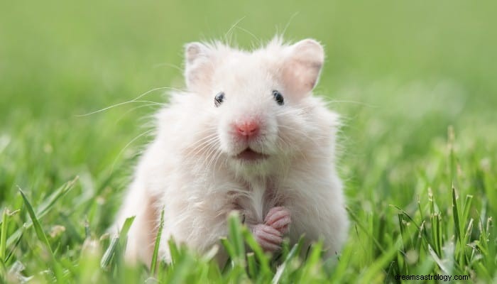 Topp 8 Hamster Dream Betydelse:Hur man hanterar dina pengar? 