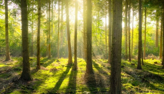 Signification du Rêve d Arbre :Tu Grandiras avec le Temps 