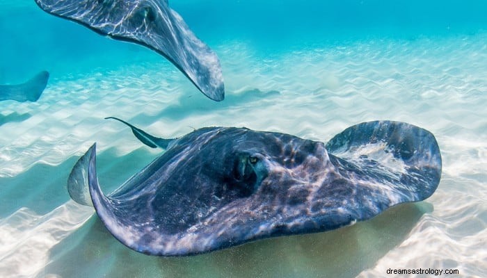 Stingray Dream Betekenis:je rustige en opvallende persoonlijkheid 