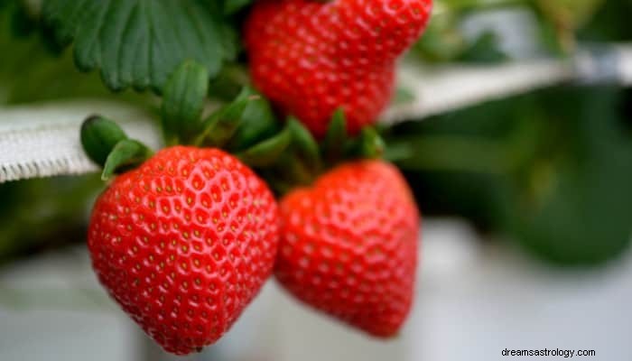 Strawberry Dream Betydning:Din succes er på vej 