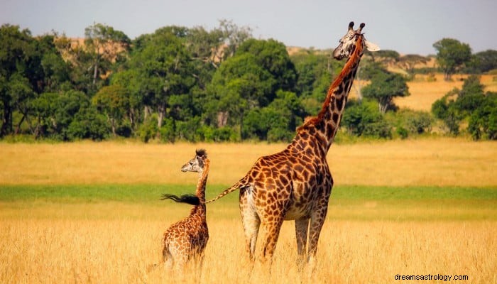 Top 7 Giraffe Dream Meaning:Fokus fremad i livet 