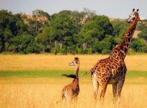 Los 7 mejores significados de los sueños con jirafas:Concéntrate en la vida 