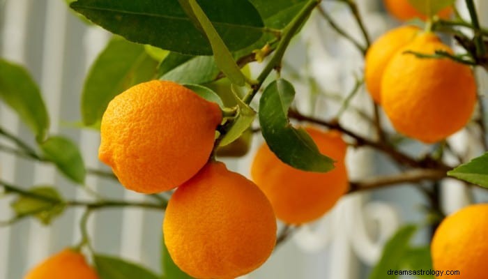 Significado dos sonhos de laranja:suas excelentes habilidades em empatia 