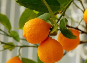 Sogno di arance Significato:le tue eccellenti capacità di empatia 