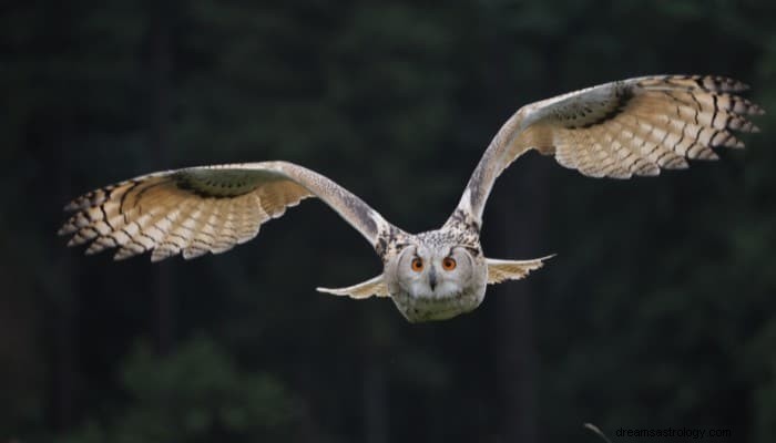 Interprétation des rêves de hibou :Réalisez vos rêves aujourd hui 