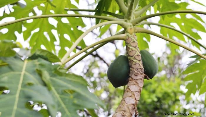 Papaya Dream Bedeutung:Weg zu einem gesünderen Leben 