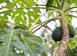 Significato del sogno di papaia:via per una vita più sana 