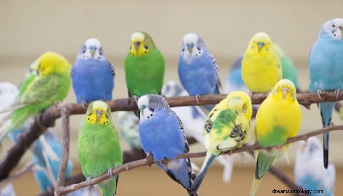 Znaczenie marzeń papużki:pokonywanie burz w życiu 