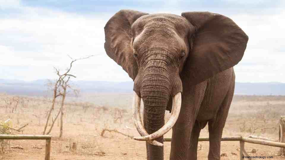 Gajah dalam Mimpi:94 Jenis &Artinya! 