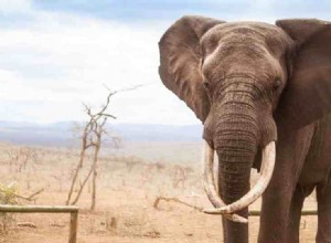 Elefanter i drømme:94 typer og deres betydning! 