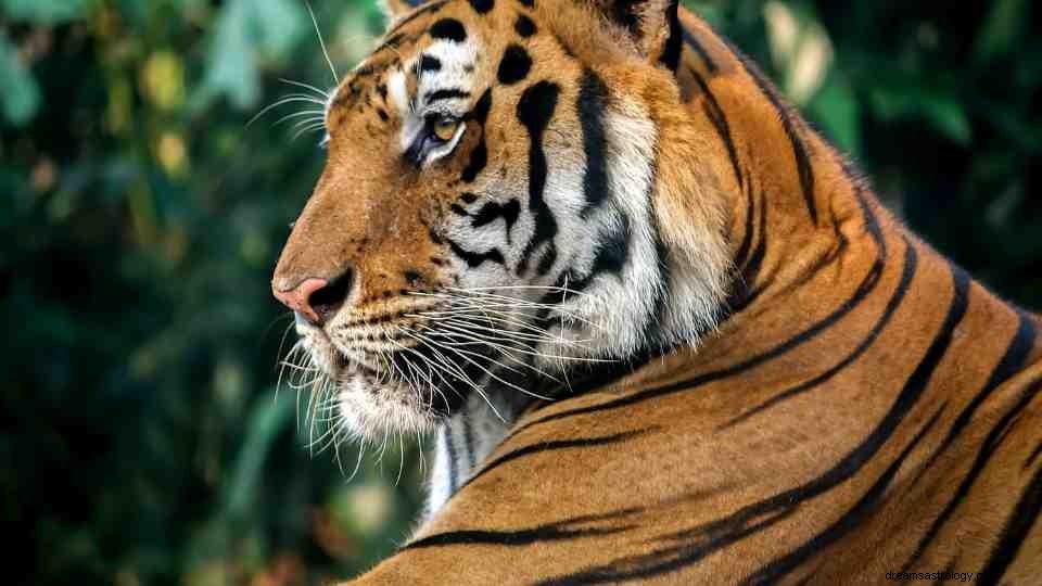 Significado do sonho do tigre - 40 tipos e suas interpretações 