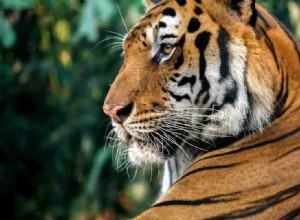 Význam tygřího snu – 40 jeho typů a jejich výklady 