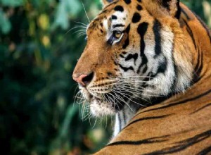 Significado del sueño del tigre:40 tipos de él y sus interpretaciones 