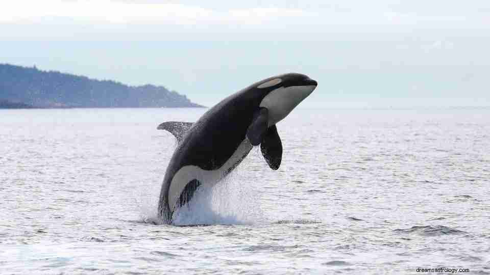 Drømmer om hvaler:50+ typer og deres betydninger 
